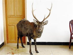 四不像正版四不像免费资料的优势|探索生活中的细腻瞬间_T.6.342