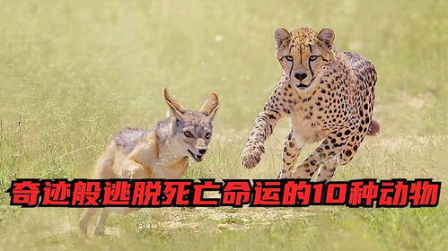 四不像正版四不像免费资料的优势|探索生活中的细腻瞬间_T.6.342 四不像正版四不像免费资料的优势|探索生活中的细腻瞬间_T.6.342